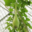Jammas5 30 DIPPER GOURD Siphon Gourd Green Lagenaria Siceraria Vegetable Seeds *Comb S/H