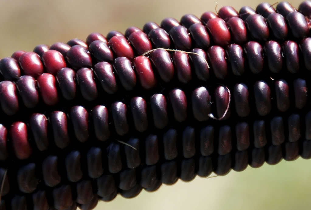 Jammas5 35 BLOODY BUTCHER RED CORN Edible & Ornamental Heirloom Zea Mays Vegetable Seeds