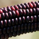Jammas5 35 BLOODY BUTCHER RED CORN Edible & Ornamental Heirloom Zea Mays Vegetable Seeds