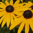 Jammas5 2000 BLACK EYED SUSAN Rudbeckia Hirta Yellow Flower Seeds *Comb S/H + Gift