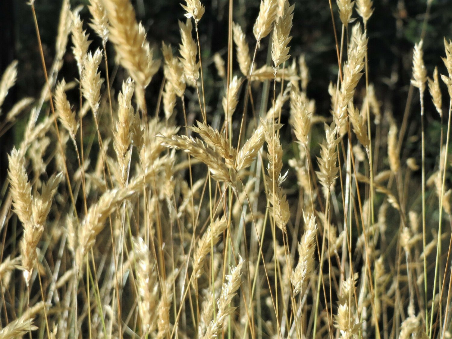 Jammas5 150 SWEET VERNAL GRASS Sweet Grass Vanilla Grass Anthoxanthum Odoratum Seeds