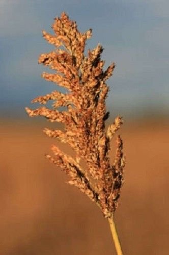Jammas5 70 SUGAR DRIP SORGHUM Syrup Seeds *Comb S/H