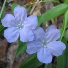 Jammas5 100 BLUE PURPLE FRINGELEAF PETUNIA Wild Ruellia Humilis Flower Seeds *Comb S/H