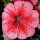 Jammas5 25 SALMON PETUNIA Grandiflora Flower Seeds *Comb S/H & Free Gift