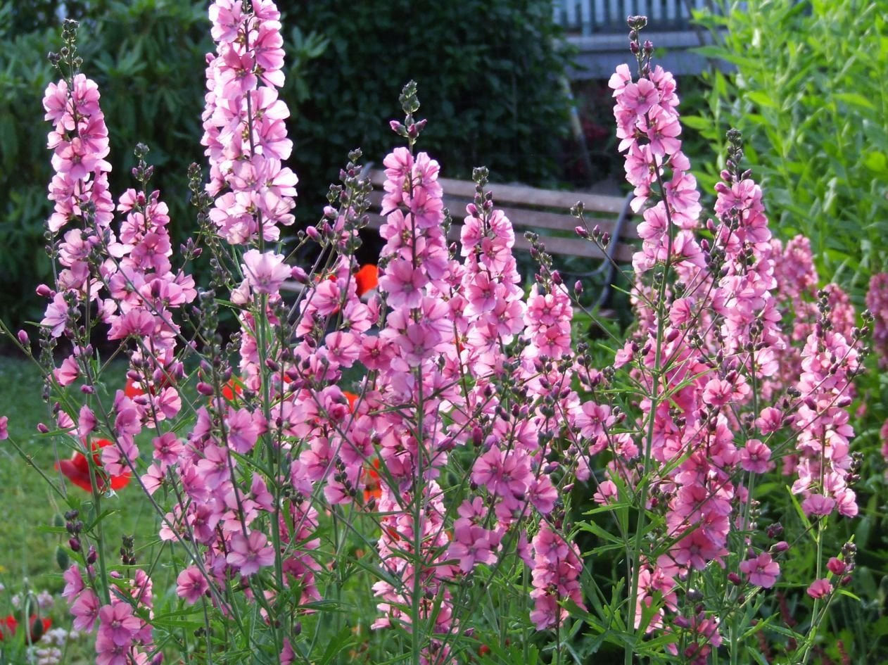 Jammas5 50 PINK CHECKERMALLOW Sidalcea Hendersonii Henderson's Checkerbloom Flower Seeds