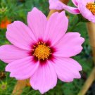 Jammas5 300 GLORIA COSMOS Bipinnatus Pink Flower Seeds + Gift & Comb S/H