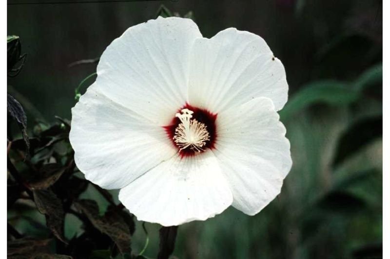 Jammas5 25 LUNA WHITE HARDY HIBISCUS Moscheutos Flower Small Bush Seeds +Gift & Comb S/H