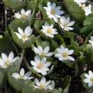 Jammas5 10 White BLOODROOT Sanguinaria Canadensis Shade Ground Cover Flower Seeds + Gift