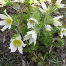 Jammas5 25 WHITE ANEMONE Pulsatilla Vulgaris PASQUE FLOWER Seeds + Gift & Comb S/H