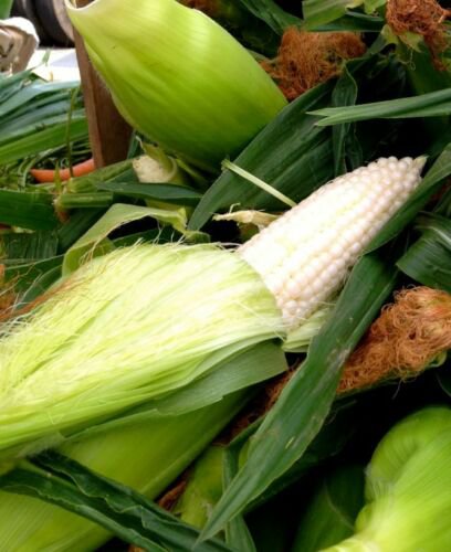 Jammas5 100 COUNTRY GENTLEMAN WHITE CORN Sweet Heirloom Zea Mays Vegetable Seeds + Gift