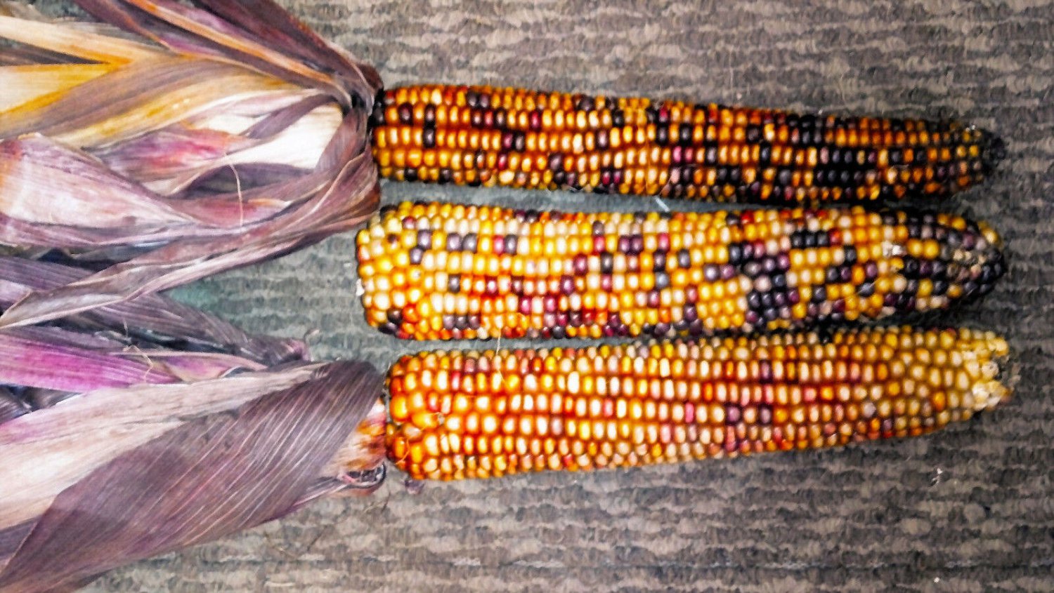 Jammas5 20 ORANGE GLASS GEM CORN Ornamental Edible Zea Mays Vegetable Seeds *Comb S/H