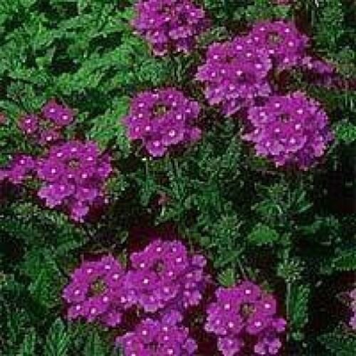 Jammas5 500 Purple HARDY MOSS VERBENA Tenuisecta Flower Seeds + Gift & Comb S/H