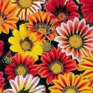 Jammas5 30 Kontiki STARS & STRIPES GAZANIA MIX Treasure Flower Seeds + Gift & Comb S/H