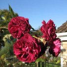 Jammas5 5 BURGUNDY CLIMBING ROSE Red Rosa Bush Vine Climber Fragrant Flower Seeds + Gift