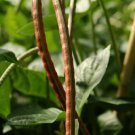 Jammas5 50 PURPLE PINKEYE COWPEA Southern Pea Crowder Vigna Unguiculata Vegetable Seeds