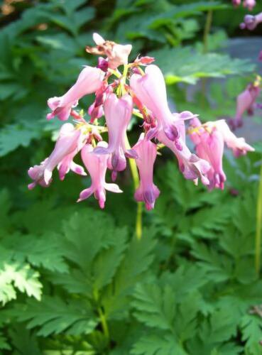 Jammas5 10 FRINGED / FERN LEAF BLEEDING HEART Dicentra Eximia Pink Flower Seeds *CombS/H