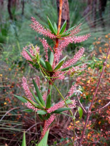Jammas5 50 TASSEL FLOWER Red Pink Flower Leucopogon Verticillatus Shrub Seeds *Combnd SH