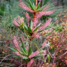 Jammas5 50 TASSEL FLOWER Red Pink Flower Leucopogon Verticillatus Shrub Seeds *Combnd SH