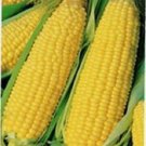 Jammas5 60 YELLOW CORN EARLY 'XTRA SWEET' Zea Mays Vegetable Seeds + Gift & Comb S/H