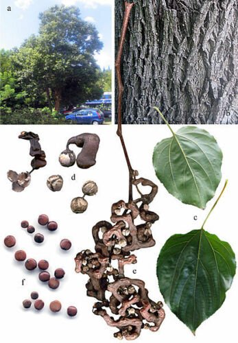 Jammas5 25 JAPANESE RAISIN TREE Edible Fruit Oriental Honey Flowers Hovenia Dulcis Seeds