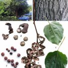 Jammas5 25 JAPANESE RAISIN TREE Edible Fruit Oriental Honey Flowers Hovenia Dulcis Seeds