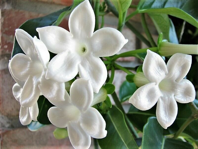 Jammas5 10 MADAGASCAR JASMINE Vine Stephanotis Floribunda Houseplant White Flower Seeds
