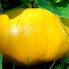 Jammas5 15 YELLOW OF PARIS PUMPKIN 100 lb Heirloom Cucurbita Maxima Vegetable Seeds