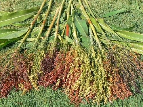 Jammas5 50 Mixed Colors BROOM CORN SORGHUM Bicolor Heirloom Grain Seeds for Dried Decor