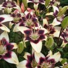 Jammas5 5 NEPAL LILY Green & Maroon Lilium Nepalense Fragrant Flower Seeds *CombinedShip