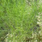 Jammas5 75 SALTWORT Okahijiki Japanese Greens Salsola Komarovii Leaf Vegetable Seeds