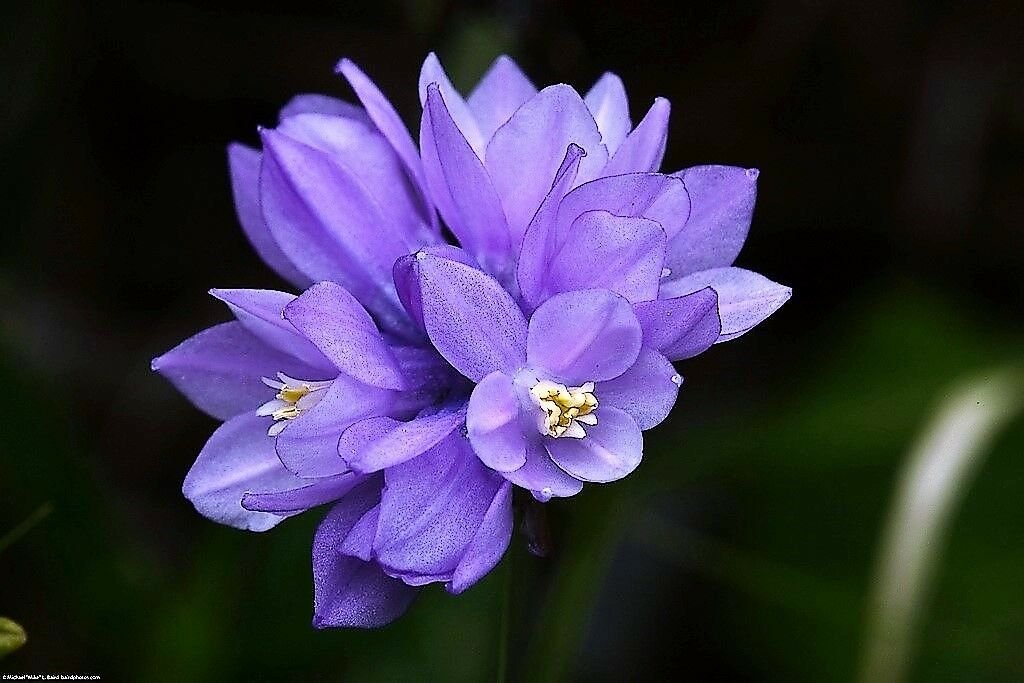 Jammas5 30 WILD BLUE HYACINTH Dichelostemma Blue Dicks Purplehead Brodiaea Flower Seeds