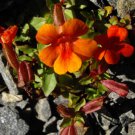 Jammas5 100 Twinkle ORANGE MONKEY FLOWER Mimulus Seeds + Gift & Comb S/H