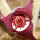 Jammas5 5 WILD GINGER Asarum Canadense Canadian Heart Snakeroot Flower Herb Seeds + Gift