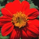 Jammas5 50 MEXICAN SUNFLOWER TORCH Tithonia Rotundifolia Flower Seeds + Gift & Comb S/H