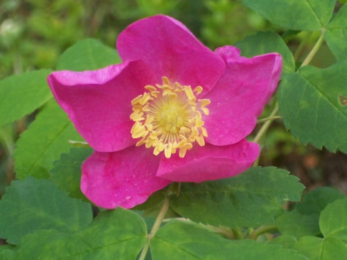 Jammas5 15 PRAIRIE ROSE Bright Pink Arkansas Rosa Arkansana Flower Seeds +Gift & CombS/H