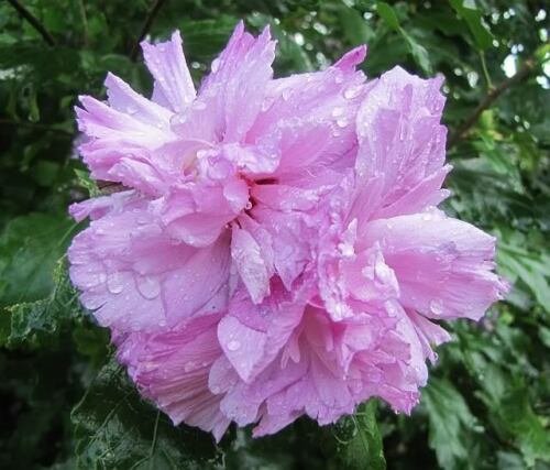 Jammas5 50 LIGHT PINK DOUBLE ROSE OF SHARON HIBISCUS Syriacus Flower Tree Bush Seeds