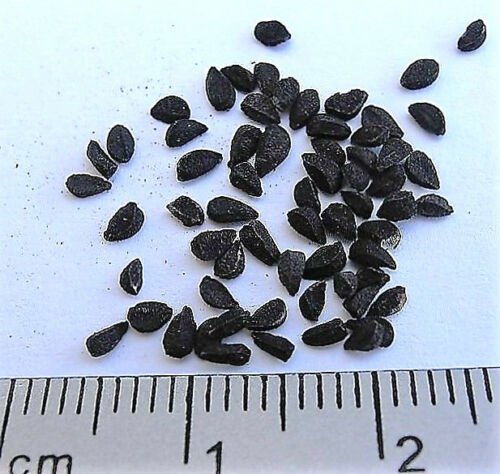 Jammas5 150 NIGELLA SATIVA BLACK CUMIN Spice Black Caraway Fennel Flower Herb Seeds