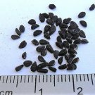 Jammas5 150 NIGELLA SATIVA BLACK CUMIN Spice Black Caraway Fennel Flower Herb Seeds
