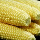 Jammas5 100 IOCHIEF YELLOW SWEET CORN AAS Winner Zea Mays Vegetable Seeds *Combined S/H