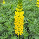 Jammas5 50 GOLDEN LUPINE Lupinus Densiflorus Yellow Hummingbird Flower Seeds *Flat Ship
