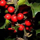 Jammas5 40 ENGLISH HOLLY Ilex Aquifolium aka European Common Holly Tree Shrub Seeds