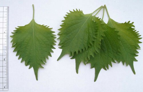 Jammas5 300 GREEN SHISO aka PERILLA Frutescens Ornamental Herb Seeds Green & Purple