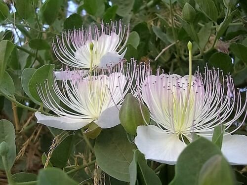 Jammas5 20 CAPER BUSH Edible Capers Flinders Rose Flower Capparis Spinosa Shrub Seeds