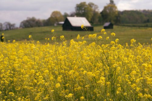 Jammas5 500 OLD FASHIONED MUSTARD Ragged Edge Brassica Juncea Vegetable Seeds