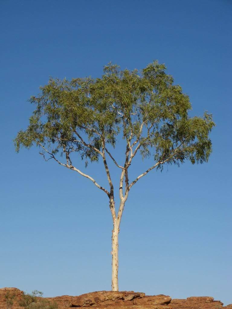 Jammas5 25 RED FOREST GUM TREE Eucalyptus Tereticornis Blue Grey Mountain Flower Seeds