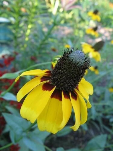 Jammas5 3000 CLASPING CONEFLOWER Rudbeckia Amplexicaulis Flower Seeds + Gift & Comb S/H