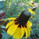 Jammas5 3000 CLASPING CONEFLOWER Rudbeckia Amplexicaulis Flower Seeds + Gift & Comb S/H