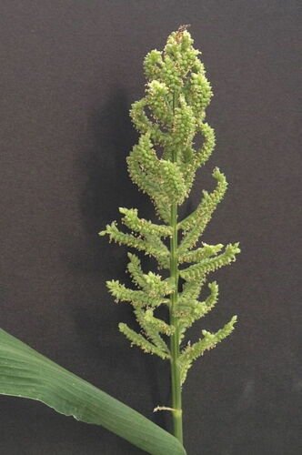 Jammas5 150 JAPANESE MILLET Billion Dollar Grass Grain Echinochloa Frumentacea Seeds