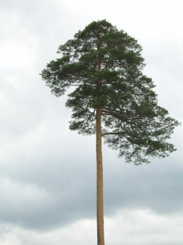 Jammas5 10 RED JAPANESE PINE TREE Korean Pinus Densiflora Evergreen Seeds *CombSH & Gift