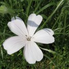 Jammas5 50 BIANCA WHITE CORN COCKLE Agrostemma Githago Flower Seeds + Gift & Comb S/H